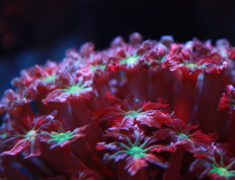 店長オススメ上物 一点物 Coral Town 海水魚 無脊椎動物の素晴らしさを皆様のもとへ